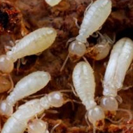 如何科學(xué)防治，白蟻頻頻出沒(méi)