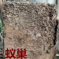 別墅墻體挖出超大白蟻巢?。?！