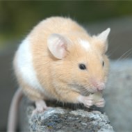 9大滅鼠奇招?。?！