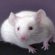 被老鼠咬傷怎么辦？