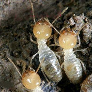 春季，請(qǐng)查查你家有沒(méi)有白蟻危害