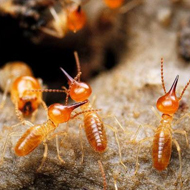春雨綿綿，馬上又要進入到白蟻紛飛高發(fā)時期