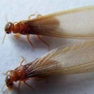 這兩天在珠海飛進家里的就是白蟻，請預(yù)防！