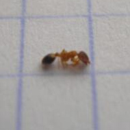 滅蟻施藥后無效，到底怎么辦